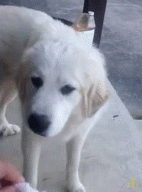 16171623701138.gif