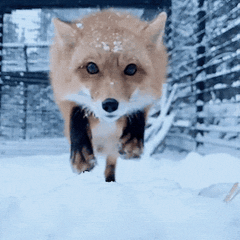 16283466456258.gif