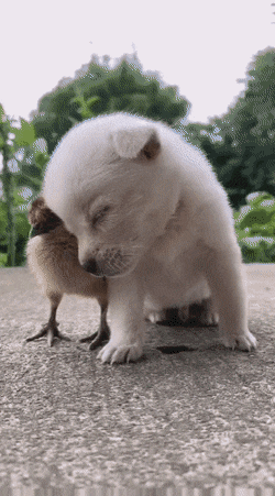16295238859755.gif