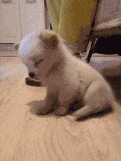 16295238861254.gif