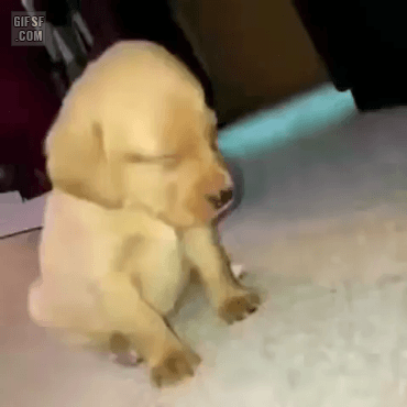 1629523886322.gif