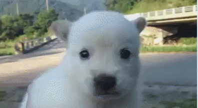 16298586742617.gif