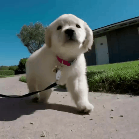 16393770745334.gif